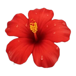 Hibiscus